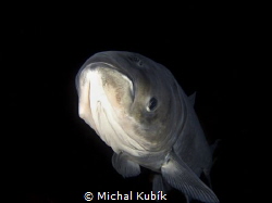 Big Head carp 
(Hypophthalmichthys nobilis) at night by Michal Kubík 